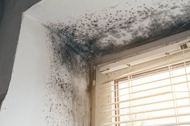 Affordable Mold Remediation solutions in North Hornell, NY